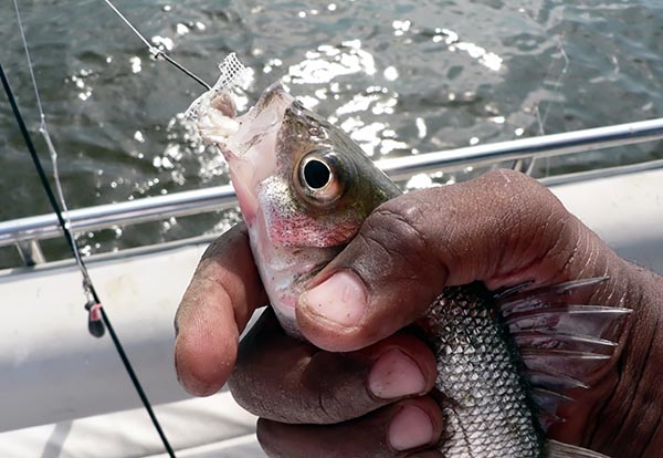 Cruelty Free Products, Chesapeake Bay Fish, and Other News Items